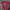 American Ryno T-shirt
